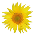 Thumbnail for version as of 11:32, 26 April 2022